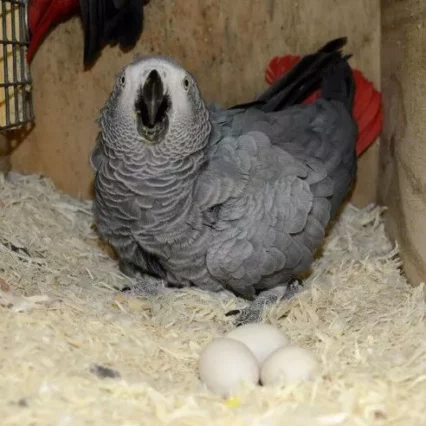 African Grey Parrot Eggs For sale