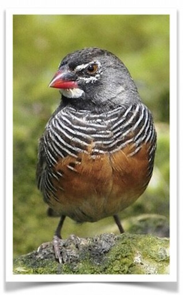 African_Quailfinch__80407.1571352547