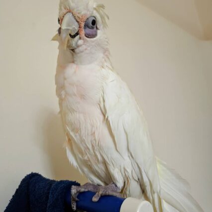 Bare Eyed Cockatoo for sale