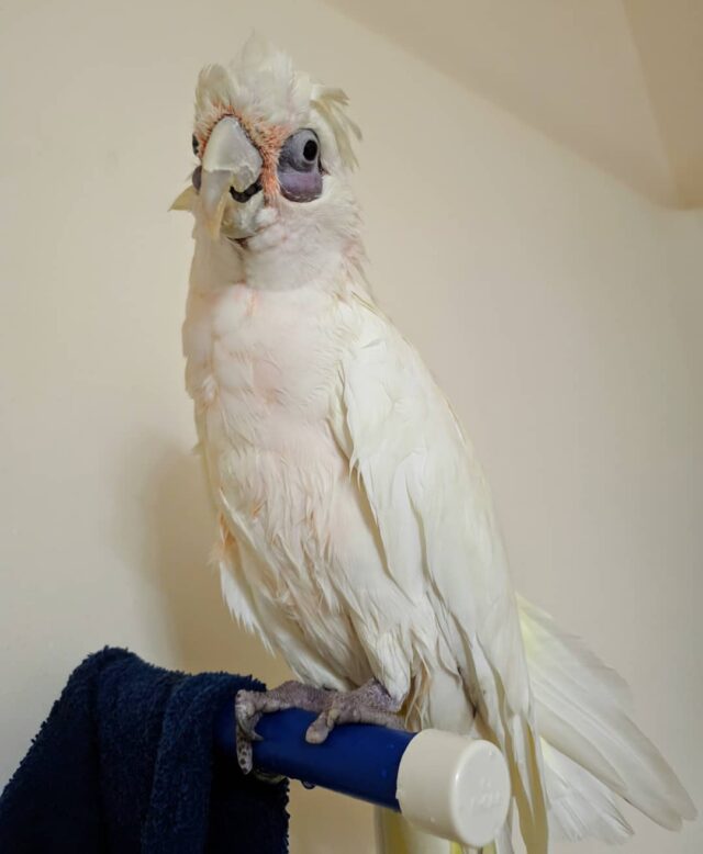 Bare Eyed Cockatoo for sale