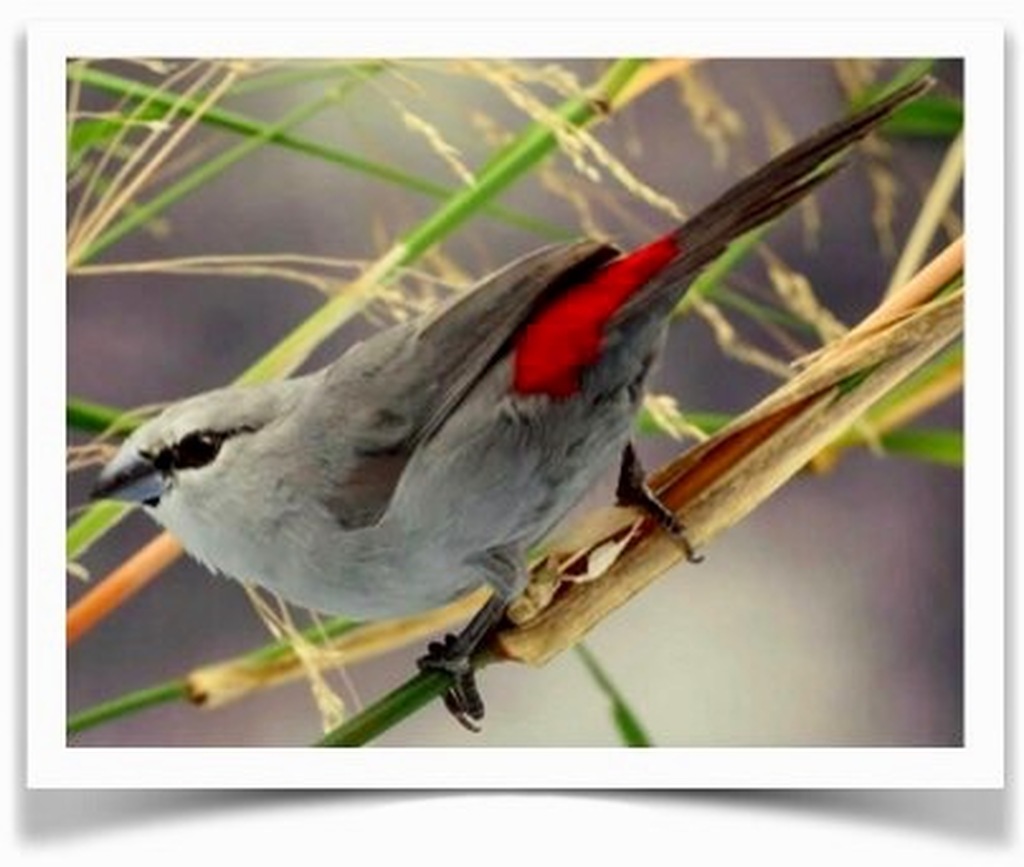 Black-tailed_Lavender_Waxbill_-_pet_birds_for_sale_-_thefinchfarm.com__34486.1564422000.1280.1280__75457.1571042775