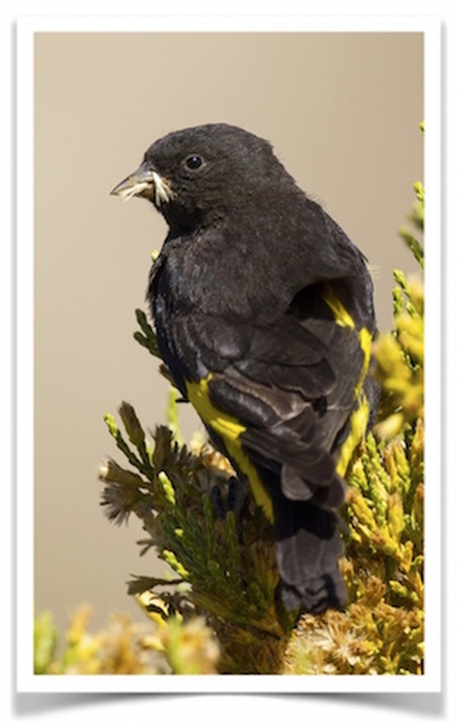 Black_Siskin_for_Sale-pet_birds_for_sale_-_buy_birds_online_www.thefinchfarm.com__90220.1461822660.1280.1280__00944.1565369074