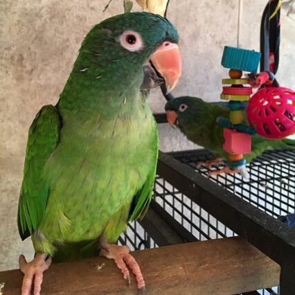 Blue crowned Conures for sale