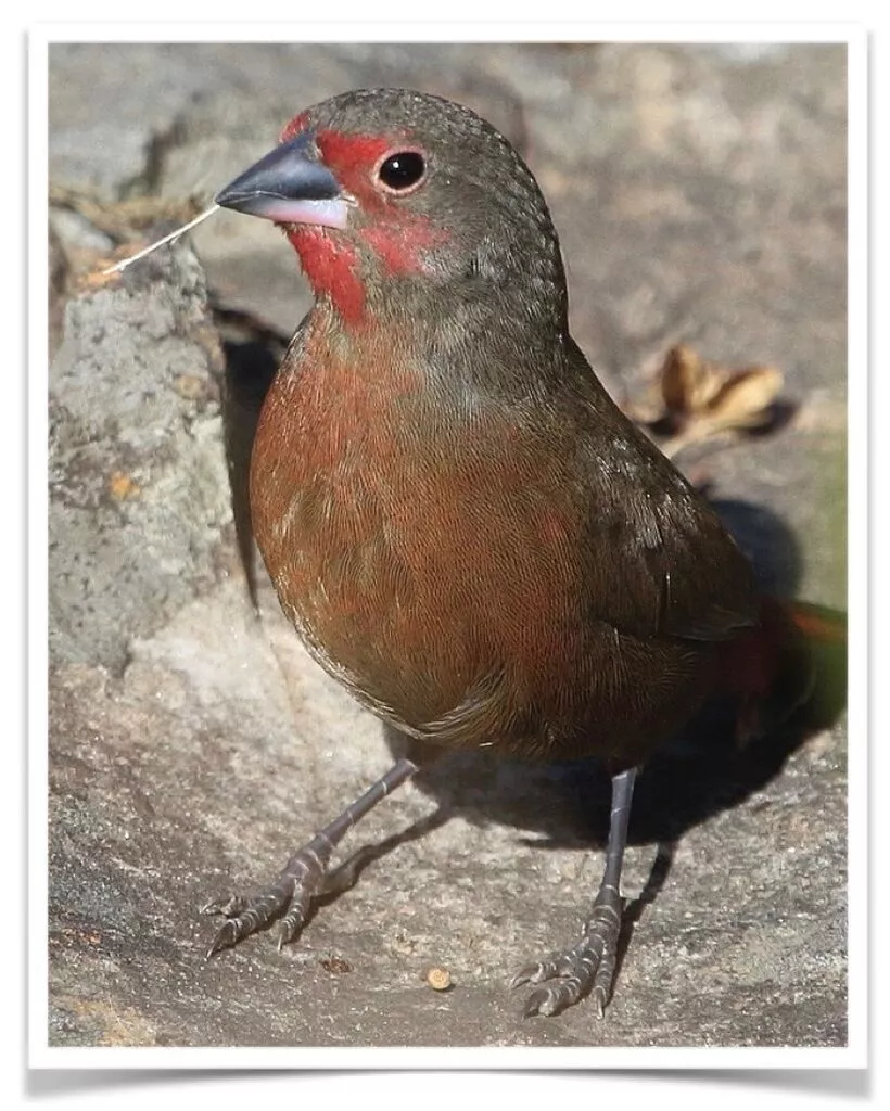 Blue_Billed_Firefinch_Female__25301.1571799910