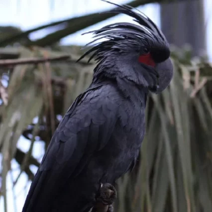 Black Palm Cockatoo for sale