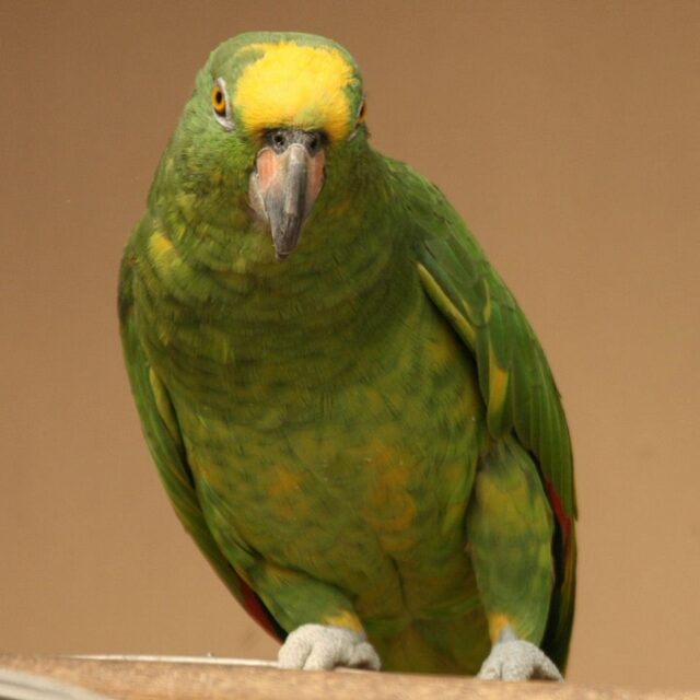 Panama Amazon Parrot
