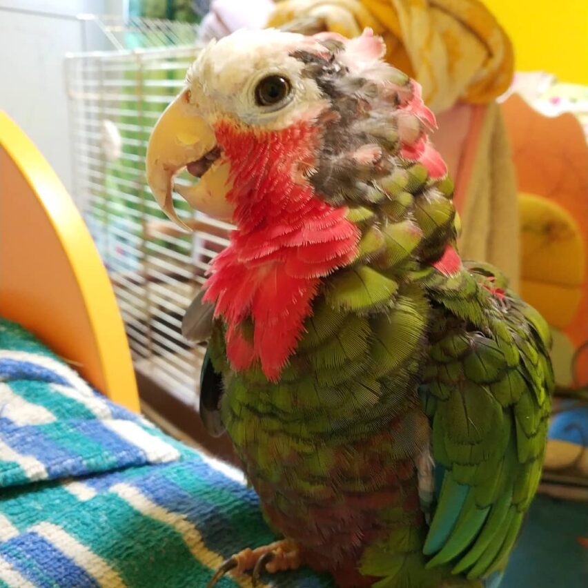 Buy cuban amazon parrot cuban parrot for sale cuban amazon parrot