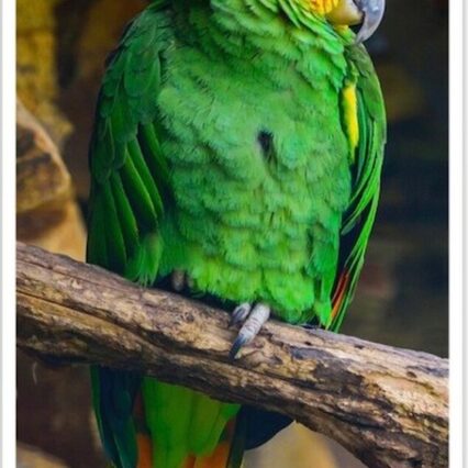 Orange winged Amazon parrot