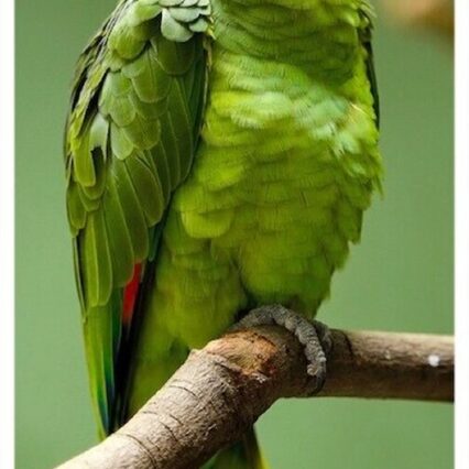 Red lored Amazon Parrot