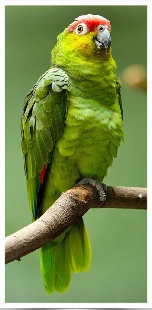Red lored Amazon Parrot