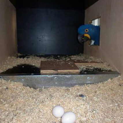 Macaw Parrot Eggs