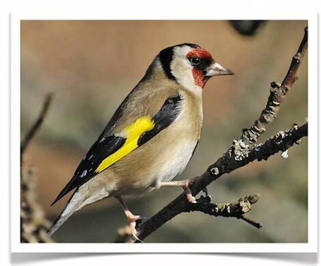 Goldfinch_Parva__73294.1570844940