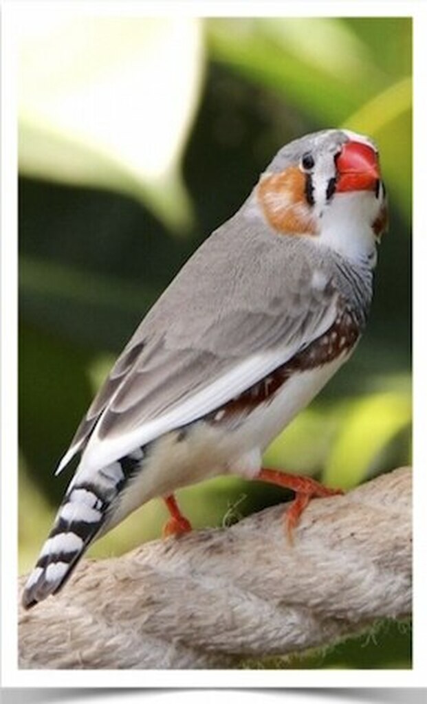 Male_Pied_Zebra_Finch__05940.1570817982