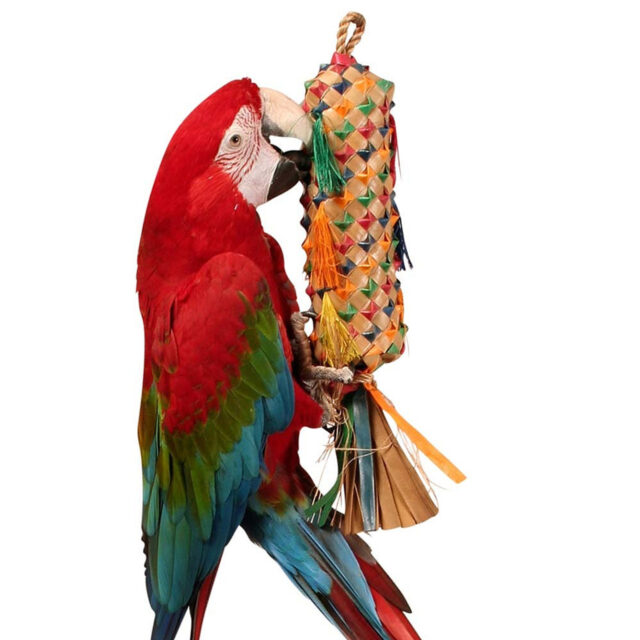 parrot pinata for sale